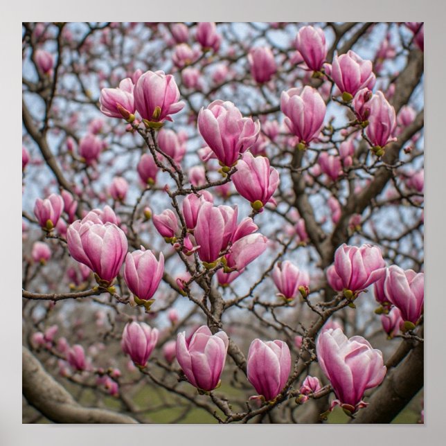 Graceful Pink Magnolia Blossoms Poster (Front)