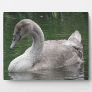 Graceful Swan on the Water Plaque