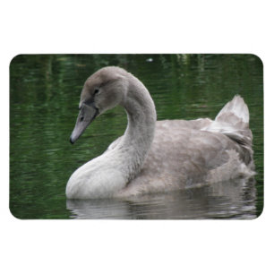 Graceful Swan on the Water Premium Magnet