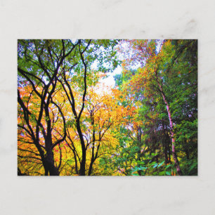 Graceful Trees Colourful Leaves Scenic Nature Postcard