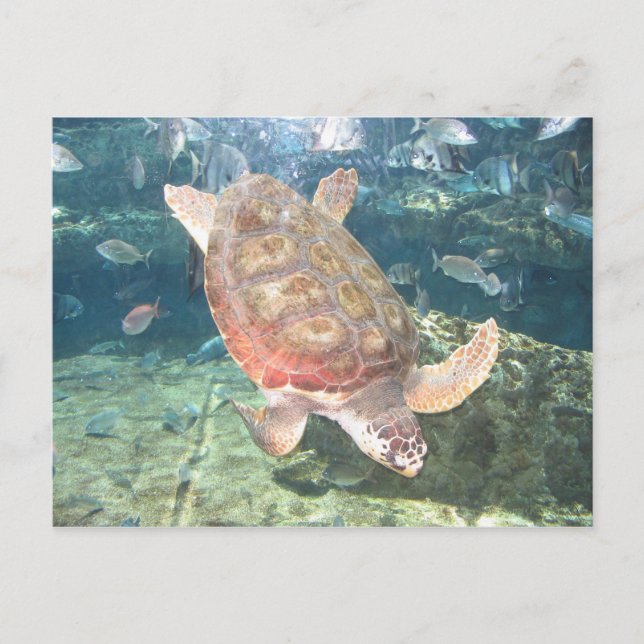 Graceful Turtle Postcard (Front)