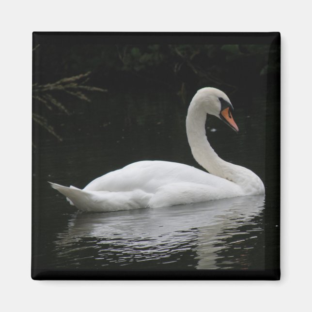 Graceful White Swan Magnet (Front)