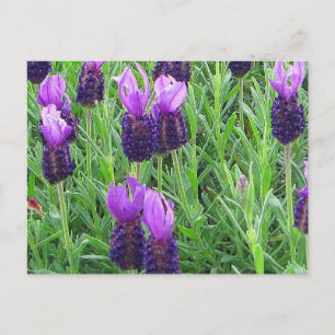 Grace's Lavender Postcard