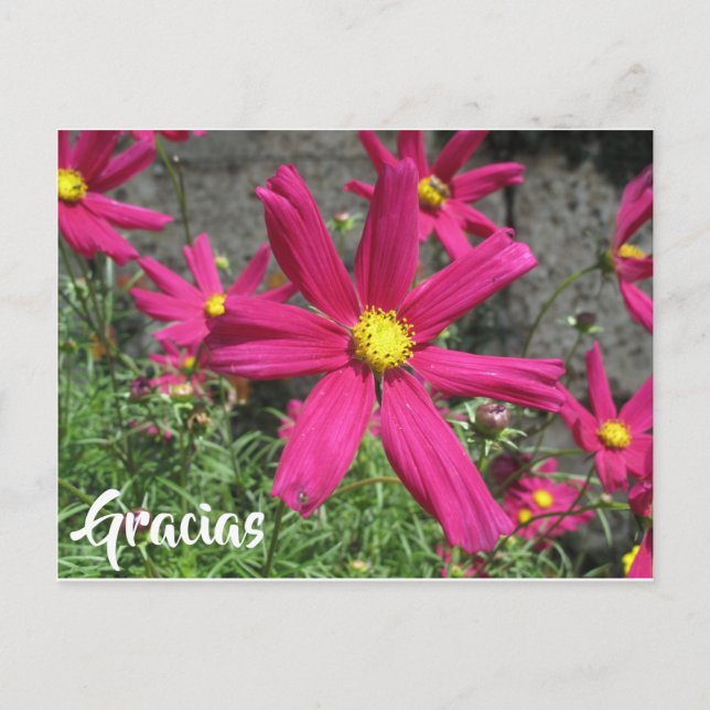 Gracias Spanish purple flower thank you Postcard (Front)
