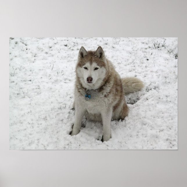 Gracie 1 poster (Front)