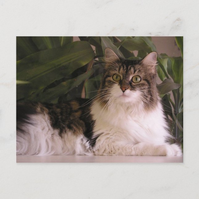 Gracie Postcard (Front)