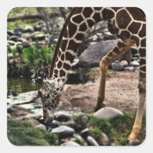 Gracious Giraffe Glass Square Sticker