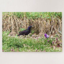 Grackle amoung the Flowers