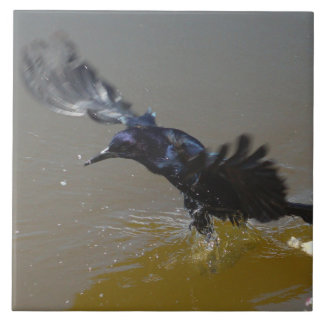 Grackle Bird Crow splashing in water Tile
