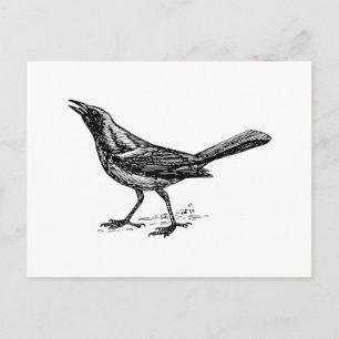 Grackle Bird Vintage Sketch Postcard