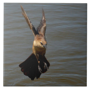 Grackle crow bird Flying above water Tile