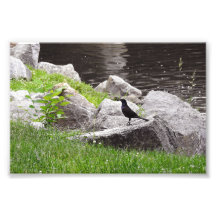 Grackle on the Rocks