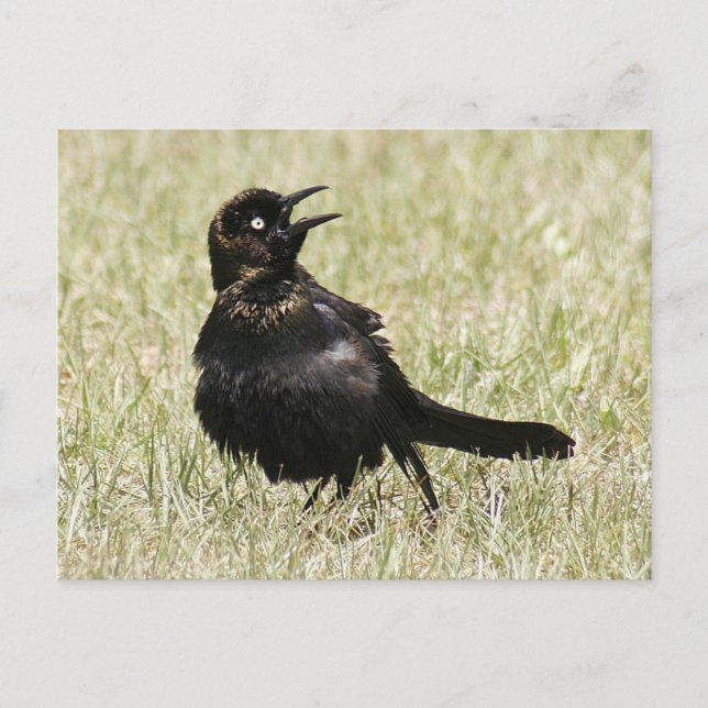 Grackle Photo Postcard (Front)
