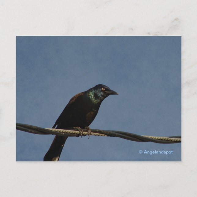 Grackle Power Postcard (Front)