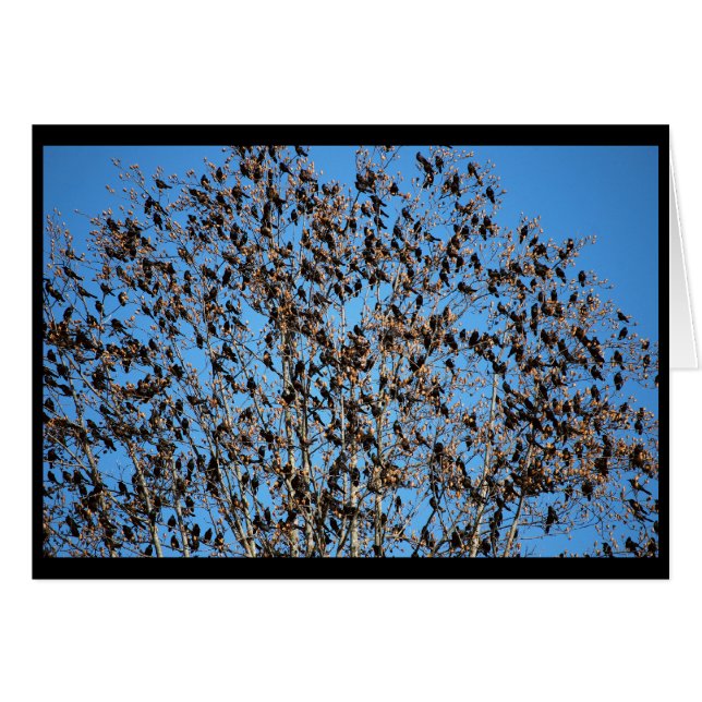 Grackles card (Front Horizontal)