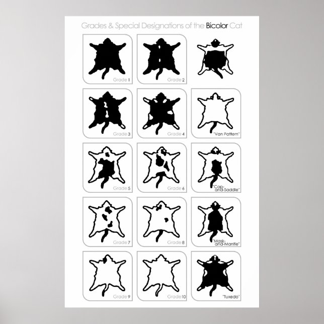 Grades and Special Designations of the Bicolor Cat Poster (Front)
