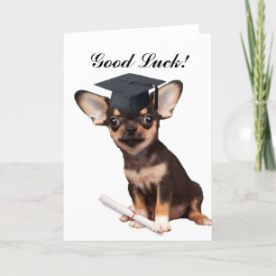 Graduation Chihuahua dog Card