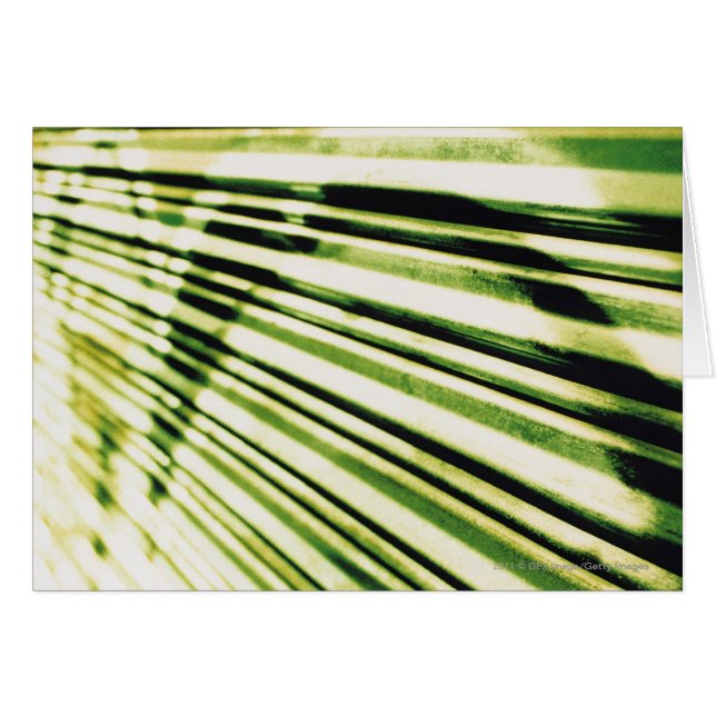 Graffiti on a shutter (Front Horizontal)