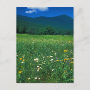 Grafton Notch meadow Postcard