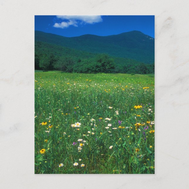 Grafton Notch meadow Postcard (Front)