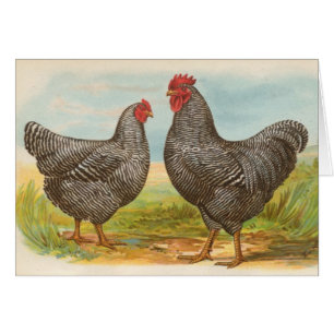 Graham - Barred Plymouth Rocks Chickens