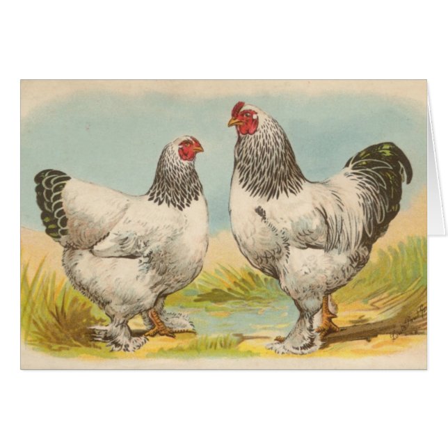 Graham - Light Brahma Chickens (Front Horizontal)