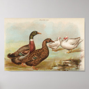 Graham - Rouen and Muscovy Ducks Portfolio Poster