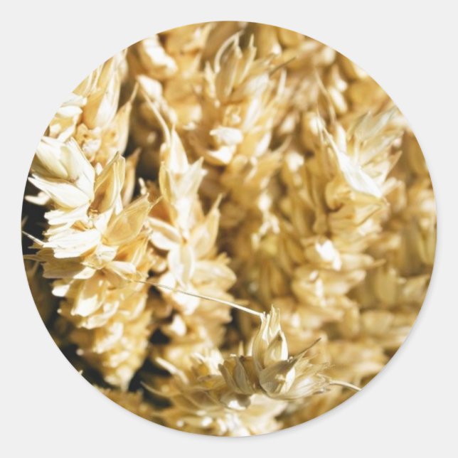 Grain Plant Seed Classic Round Sticker (Front)