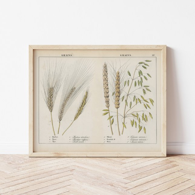Grains | Charlotte Mary Yonge Poster (Creator Uploaded)