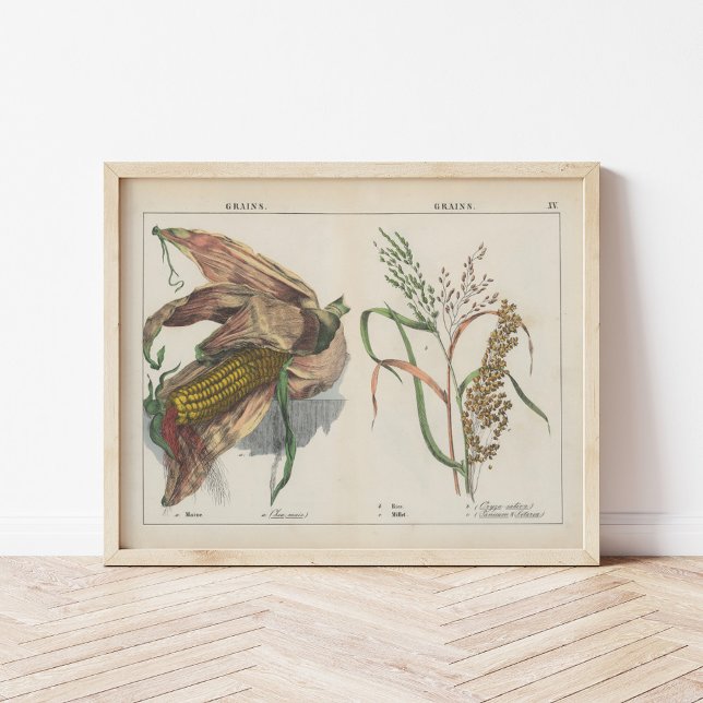 Grains | Charlotte Mary Yonge Poster (Creator Uploaded)