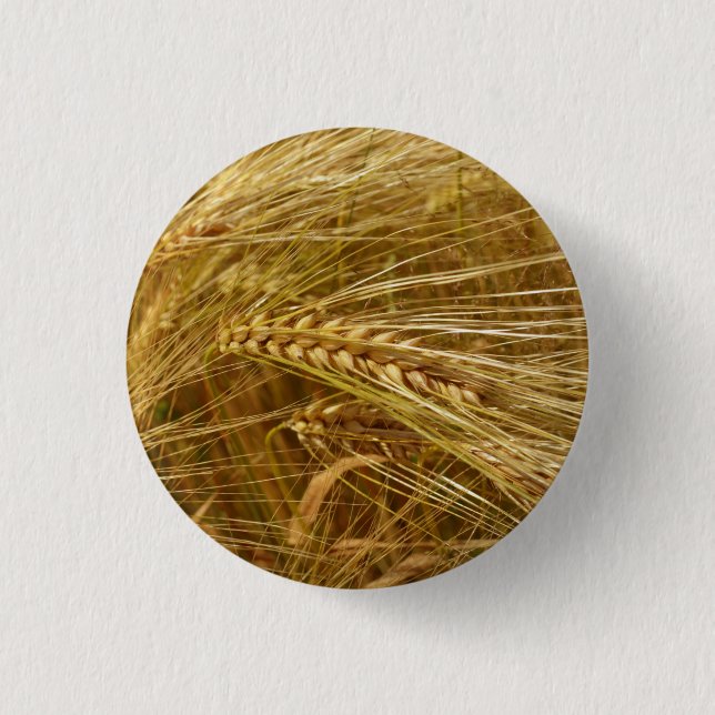 Grains of wheat in the field.  It’s Harvest Time!  3 Cm Round Badge (Front)