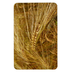 Grains of wheat in the field. It’s Harvest Time! Magnet