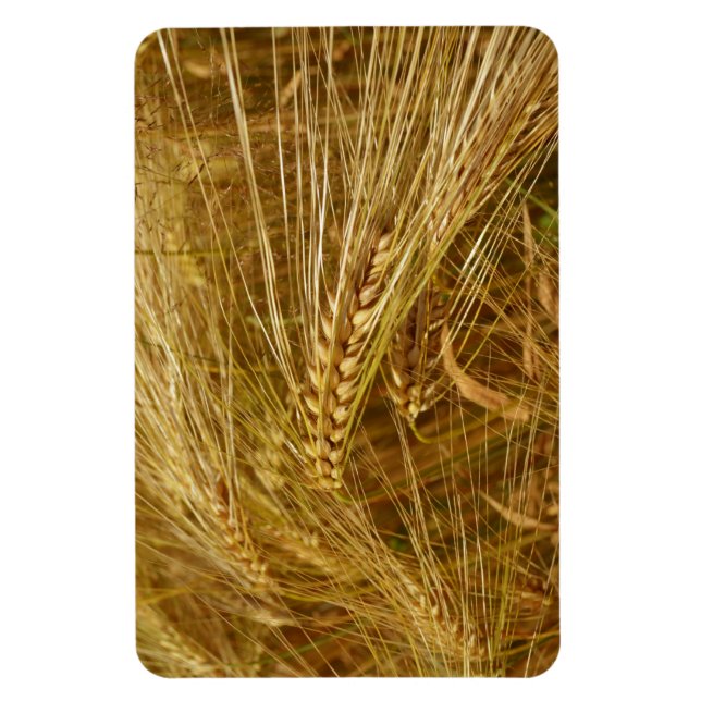 Grains of wheat in the field.  It’s Harvest Time!  Magnet (Vertical)