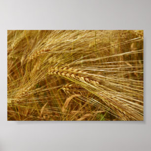 Grains of wheat in the field.  It’s Harvest Time!  Poster