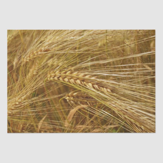 Grains of wheat in the field.  It’s Harvest Time!  Tissue Paper (Front)