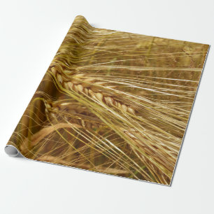 Grains of wheat in the field.  It’s Harvest Time!  Wrapping Paper