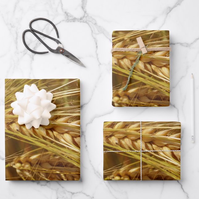 Grains of wheat in the field.  It’s Harvest Time!  Wrapping Paper Sheet (Front)