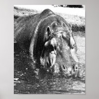 Grainy Black White Hippo Art, Poster