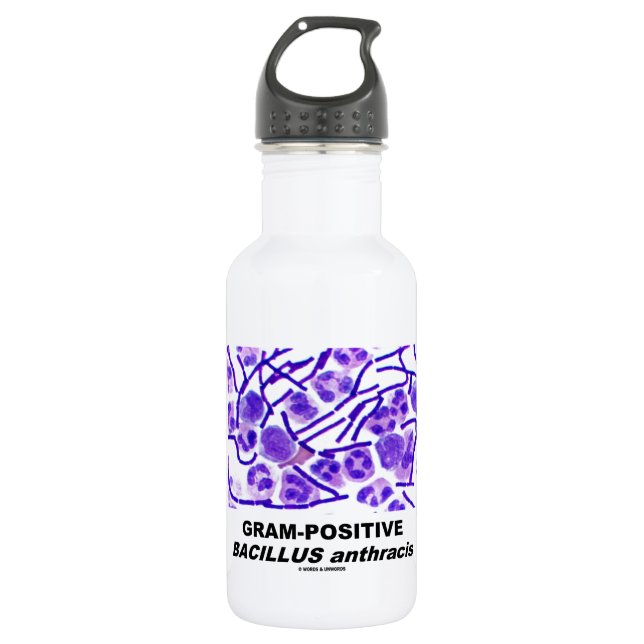 Gram-Positive Bacillus anthracis (Bacteria) 532 Ml Water Bottle (Front)