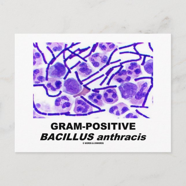 Gram-Positive Bacillus anthracis (Bacteria) Postcard (Front)