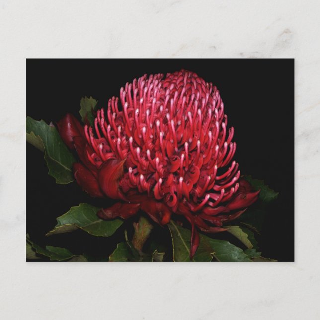 Grand Aussie Lady Postcard (Front)