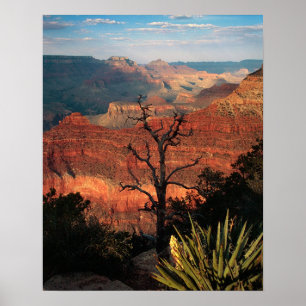 Grand Canyon Flora Poster