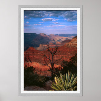 Grand Canyon Flora Poster