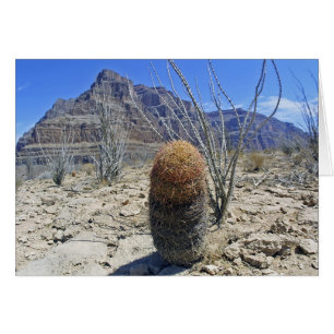 Grand Canyon flower