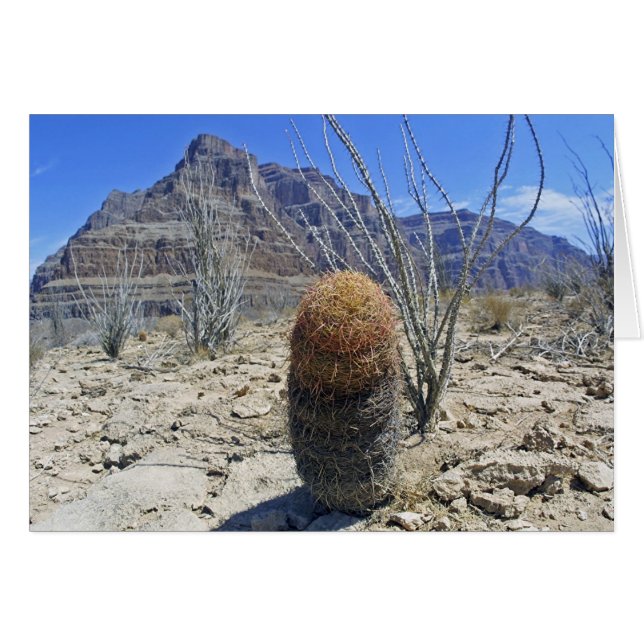 Grand Canyon flower (Front Horizontal)