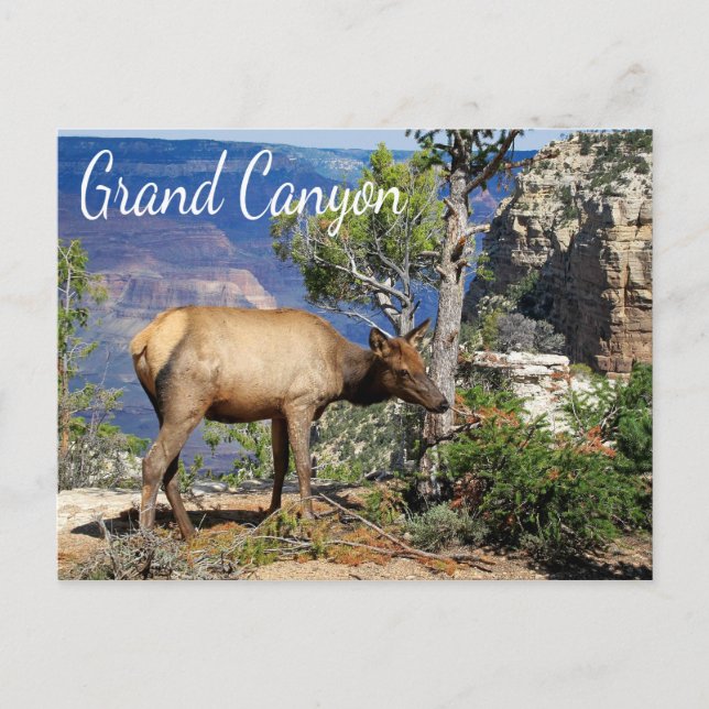 Grand Canyon National Park Arizona Postcard (Front)