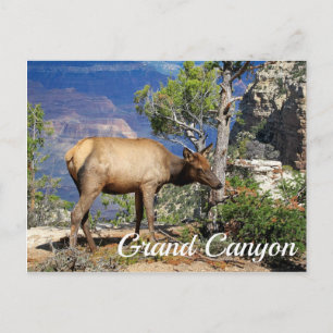 Grand Canyon National Park Arizona United States Postcard