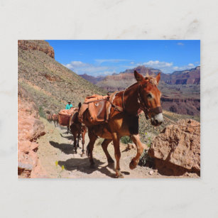 Grand Canyon Pack Mules on Trail Postcard