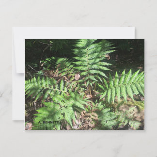 Grand Canyon Postcard