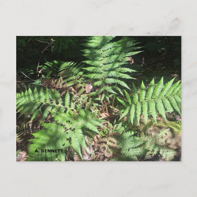 Grand Canyon Postcard (Front)